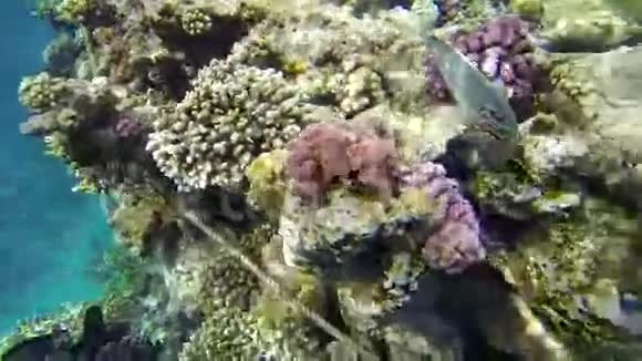 深蓝大海中有生命的巨大珊瑚视频的预览图
