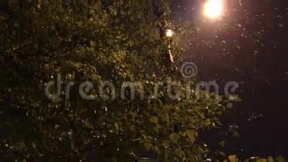 在灯柱和雪橇的背景上有叶子的桦树枝视频的预览图