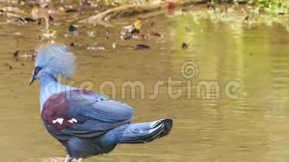 在水中食用带有绒毛的鹅颈食品的特写蓝鸽视频的预览图