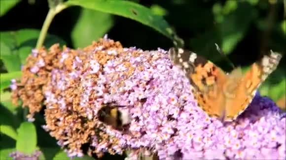 蝴蝶和大黄蜂在花上视频的预览图