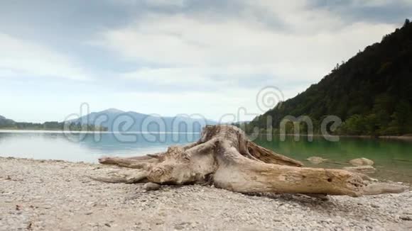 阿尔卑斯山湖滩老白树桩的时间推移视频海湾里的白色砾石提高了摄像机的视野蓝色的绿色视频的预览图