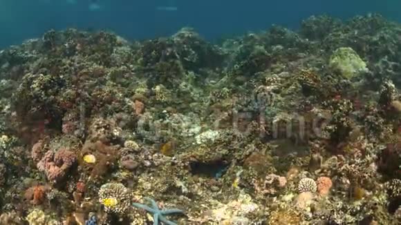 珊瑚礁上的海蛇视频的预览图