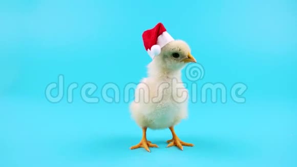 戴着圣诞老人红帽子的可爱小公鸡象征2017年新年视频的预览图