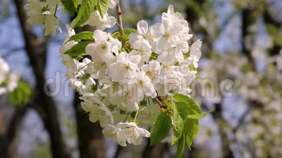 苹果树枝头白花盛开的花蕾视频的预览图