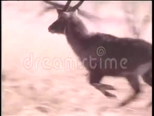 羚羊在非洲奔跑视频的预览图