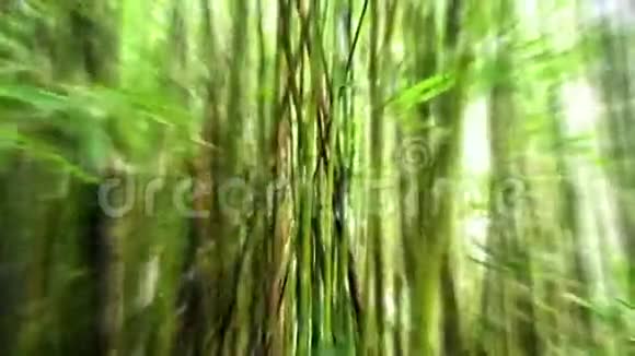竹林之潘夜雷视频的预览图