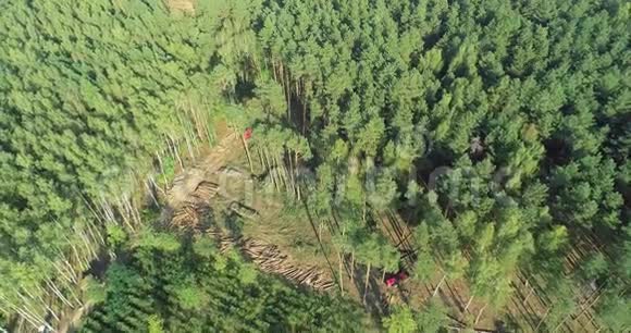 空中森林砍伐图伐木俯视图针叶林砍伐全景图视频的预览图