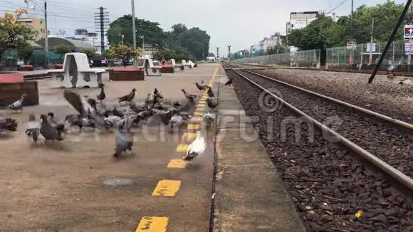 鸽子吃面包在火车站的城市街道上吃面包的鸽子视频的预览图
