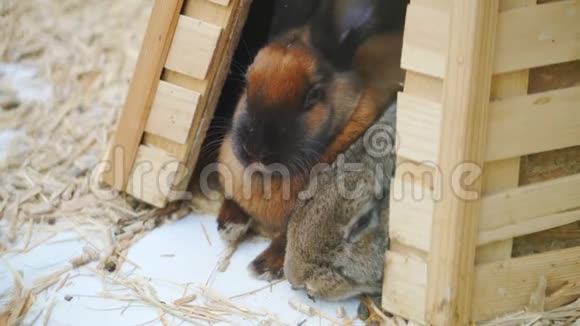 复活节兔子玩吃在围场休息视频的预览图