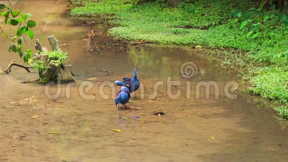 带绒毛的蓝色鸽子在水啄食物中行走视频的预览图