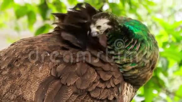 孔雀女洁面乳与喙羽视频的预览图