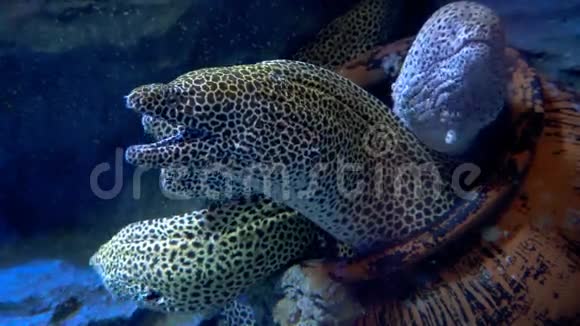 水族馆里的海鳗海洋生物视频的预览图