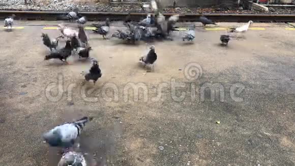 鸽子吃面包在火车站的城市街道上吃面包的鸽子视频的预览图
