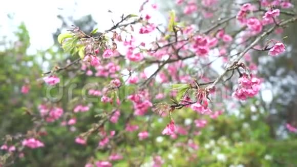 清晨的樱花慢动粉红的日本樱花迎着阳光的天空视频的预览图