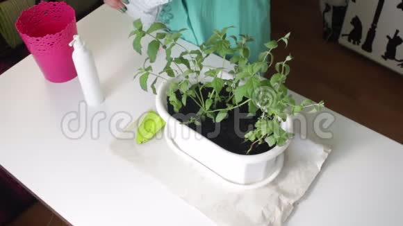 女孩把薄荷从一个花盆移植到另一个花盆从塑料袋中加入新的土壤到锅中视频的预览图
