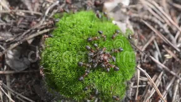 森林蚂蚁在蚁丘特写视频的预览图