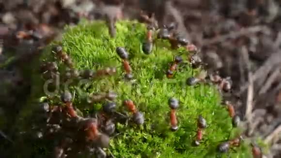 森林蚂蚁在蚁丘特写视频的预览图