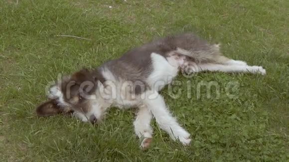 狗躺在草地上伸展慢动作视频视频的预览图