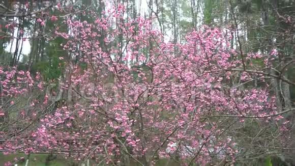 清晨的樱花慢动粉红的日本樱花迎着阳光的天空视频的预览图