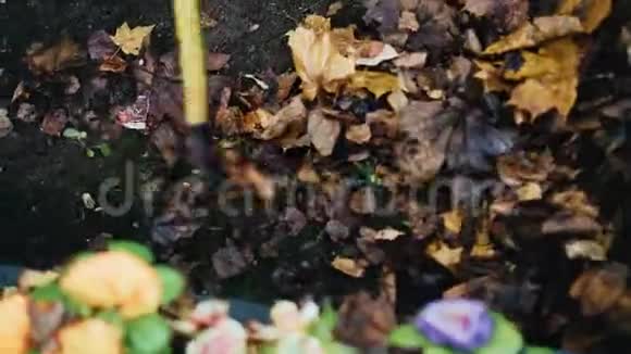 女人用耙子耙黄色的落叶打扫院子视频的预览图