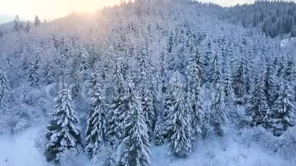 日落时分飞越雪山针叶林晴朗晴朗的霜冻天气视频的预览图