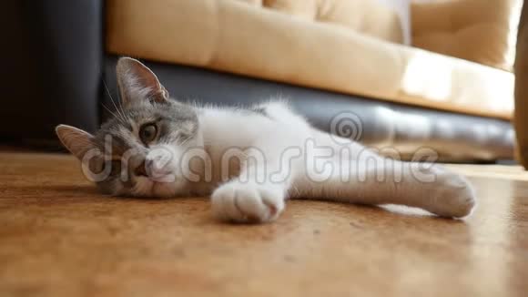 猫在室内的地板上休息可爱的猫咪休息视频的预览图
