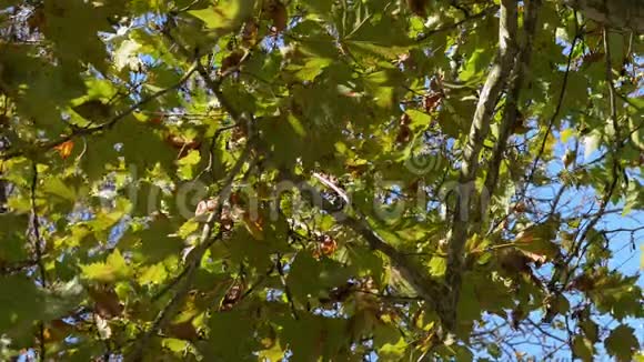 叶在风中加拿大枫树视频的预览图