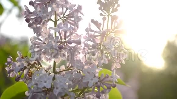 日落时丁香花会盛开视频的预览图