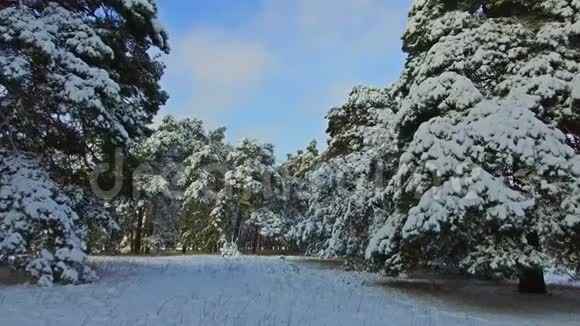 镜头移动在白雪覆盖的树木之间在森林降雪的冬季天稳定射击圣诞树的美丽视频的预览图