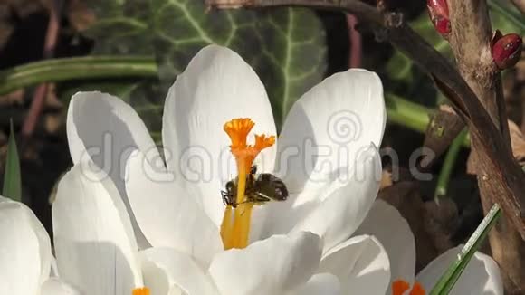把蜜蜂放在白花上视频的预览图