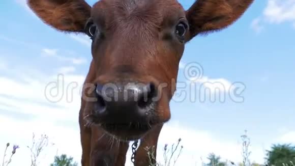美丽的灰牛犊在草地上放牧在天空背景上嗅出镜头视频的预览图