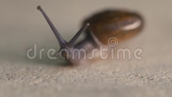 混凝土地面花园蜗牛视频的预览图