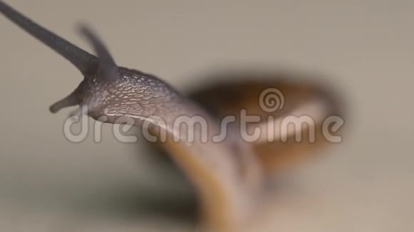 混凝土地面花园蜗牛视频的预览图