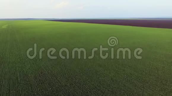 春麦田的鸟瞰绿色景观视频的预览图