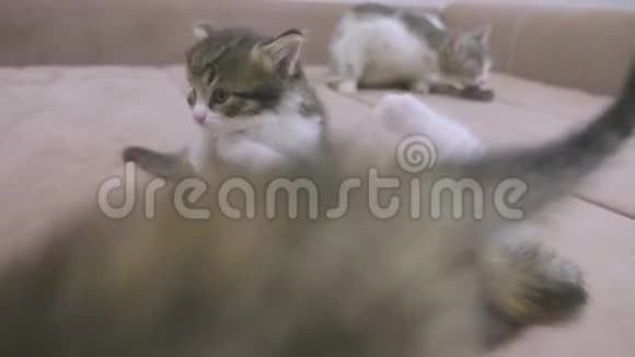 两只小猫在沙发上玩耍两只小猫互相咬慢动作视频小猫游戏概念二生活方式视频的预览图