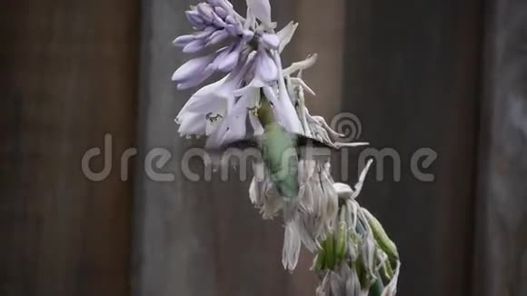 蜂鸟喂食视频的预览图