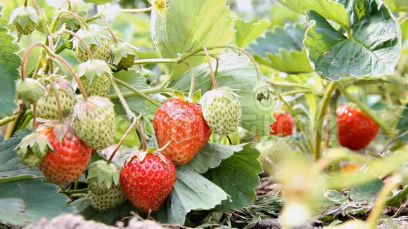 草莓在花园里成熟枝上成熟的未成熟的红色浆果视频的预览图