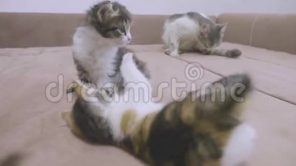 两只小猫在沙发上玩耍两只小猫互相咬慢动作视频小猫游戏生活方式概念二视频的预览图