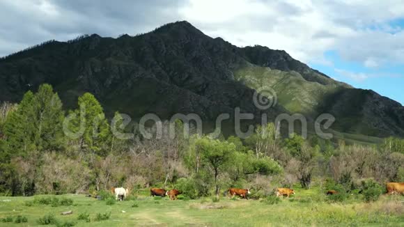 美丽的风景有山树和牲畜3840x2160视频的预览图