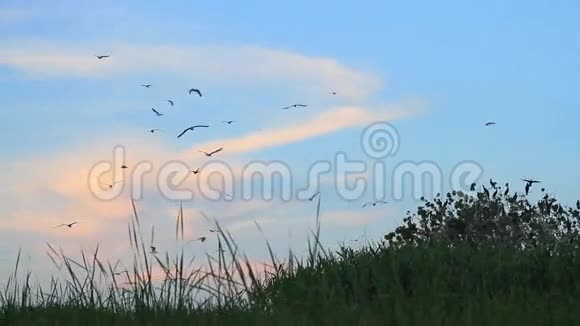 和海鸥在日落时飞翔视频的预览图
