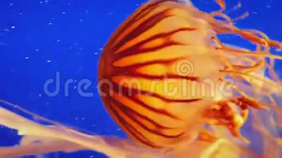 水母在海洋中优雅地自行推进视频的预览图