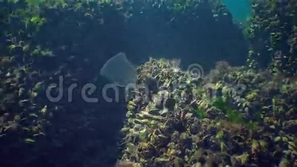 捕食性梳状水母侵入黑海水母卵状吞食视频的预览图