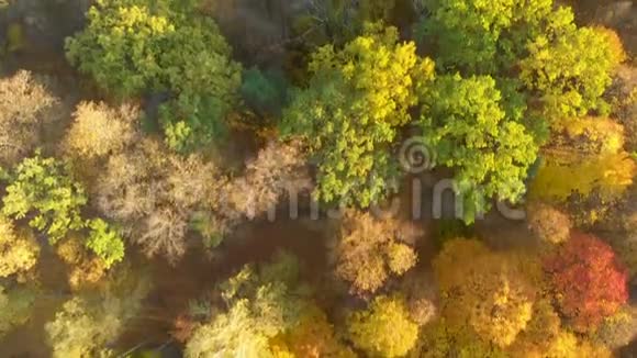 鸟瞰秋林绿黄相间视频的预览图