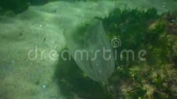 捕食性梳状水母侵入黑海海蜇卵形吞食视频的预览图