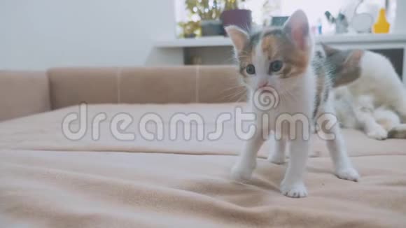 两只小猫在沙发上玩耍两只小猫互相咬慢动作视频小猫生活方式2视频的预览图