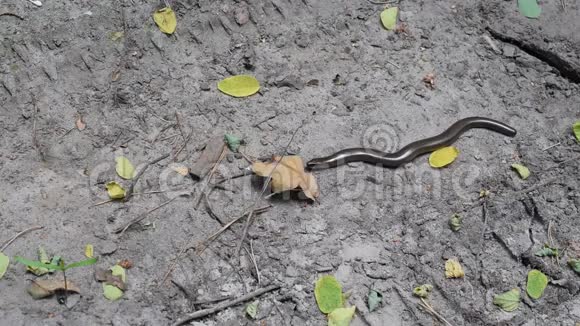 自然环境中的平滑蛇视频的预览图