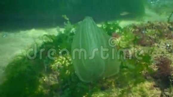 捕食性梳状水母侵入黑海海蜇卵形吞食视频的预览图