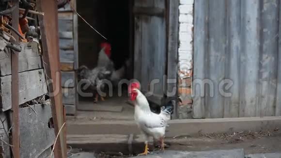 母鸡和公鸡从鸡舍里出来视频的预览图