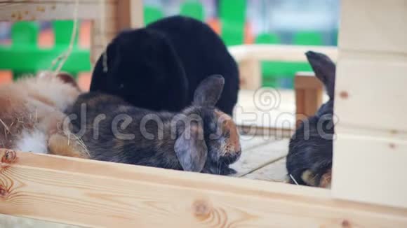 复活节兔子玩吃在围场休息视频的预览图