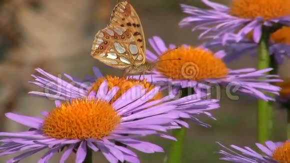 蝴蝶在一朵花上视频的预览图